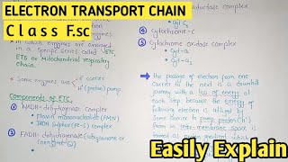 Electron Transport Chain  Mitochondrial Respiratory Chain  Class 11 Biology [upl. by Arhaz]