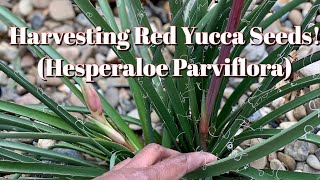 17 Harvesting TONS of Hesperaloe Parviflora Red Yucca Seeds [upl. by Gatian481]