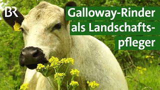 Kampf gegen invasive Neophyten  GallowayRinder als Landschaftspflege  Unser Land  BR [upl. by Atiuqa122]