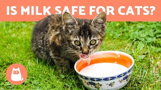 Is it OK for CATS to drink MILK 🥛 Find out [upl. by Engedus]