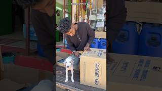 Dalmatian Puppy  Dhampusvlog pets puppies doglover [upl. by Hayman]