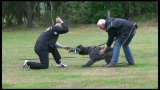 Bouvier des Flandres Dayzo de DaSilva [upl. by Attela]