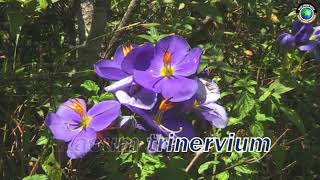 Nil binara නිල් බිනර Exacum trinervium [upl. by O'Shee]