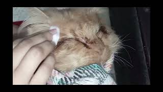 how to cure cats eye infection at home [upl. by Raine]