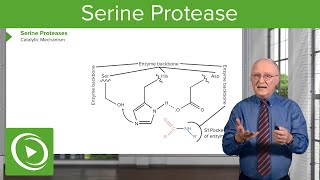 Serine Protease Background amp Catalytic Mechanism – Biochemistry  Lecturio [upl. by Aloisia]