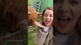 Visiting The Highland Cows In Scotland [upl. by Kcirdehs671]