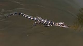 Alligators in Irrigation Canal Los Fresnos Tx [upl. by Eillo]