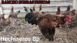 SUPER QUALITY BIRDS ‼️Shamo Asil Rancho Burras Prietas Eugenio Becerril  Beautiful Show Birds [upl. by Hemminger]