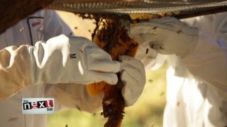 Bees Without Borders in Kenya  THE NEXT LIST [upl. by Carrel]