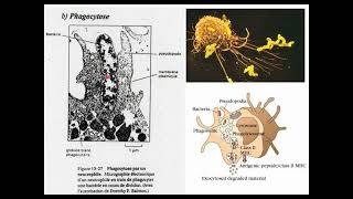 Membrane plasmique 5 Endocytose et Exocytose Success [upl. by Shulins296]