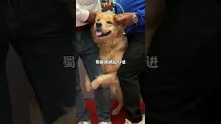 Funny video of a golden retriever poking my ears and petting a golden retriever Forgive me for lau [upl. by Selina]