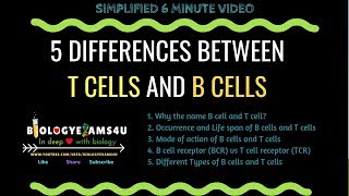 B cells vs T cells Difference between B cells and T cells [upl. by Shanly]