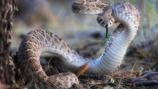 Western Diamondback wakes up suddenly [upl. by Arturo382]