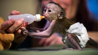 10 Cutest Newborn Baby Monkeys Ever [upl. by Goddord]