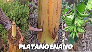 ¡CUIDADO Estos ABONOS CASEROS son PELIGROSOS para tus PLANTAS  Abono Casero Jardin o Huerto Urbano [upl. by Ticknor]