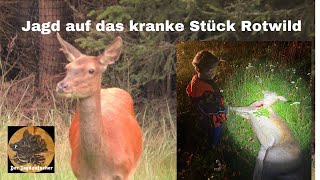 Jagd auf das kranke Stück Rotwild 4K [upl. by Risser]