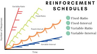 What are the Reinforcement Schedules in Operant Conditioning [upl. by Ohara]