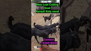 New Loat Cutting Goat double haddi mutton wala AK Goat Farm Ajmer Rajasthan7426018546 [upl. by Henebry]