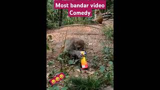 Monkey comedy😆😆😆🌹 monkeyfunny bandar bandarmama bandarlampung monkeymonkeyvideos monkeybaby [upl. by Remy866]