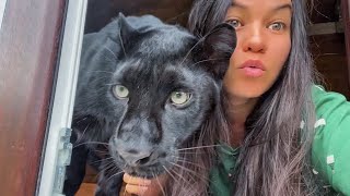 Luna the panther Vika and Venza were left alone 🤪 Vova went on a business trip 🙈ENG SUB [upl. by Aidnis440]