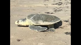 Nesting Kemps Ridley sea turtle on Matagorda Peninsula [upl. by Dunston]