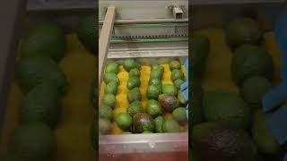 From Farm to Table How Avocados Are Processed in the USA Shorts [upl. by Aisayt]