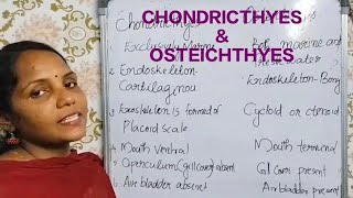 Differentiate betwen Chondrichthyes and Osteichthyes in plus one zoologyplus1 exam zoology [upl. by Oilasor]