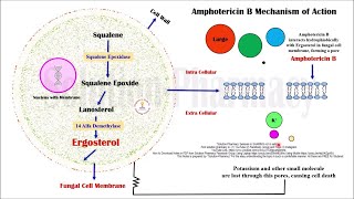 Topic 61 Antifungal Drugs  Amphotericin B  Mechanism of Action  MOA of Amphotericin B [upl. by Shore]