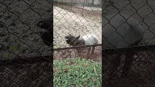 Tapir in Alipore zoo kolkata tapir tapiriver alipore viralvideo shorts zoologicalgarden [upl. by Elfrieda]