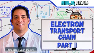 Metabolism  Electron Transport Chain DETAILED  Part 2 [upl. by Erline]