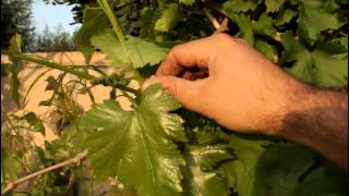 How to Grow Large Flame Seedless Grapes on a Trellis [upl. by Adelia194]