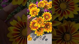 Gazania Flower Daisies flowers gazania garden [upl. by Ettevahs]