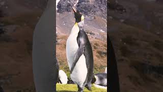 King Penguin Does the Twist Penguin Penguins kingpenguin wildlife animals nature [upl. by Chisholm860]