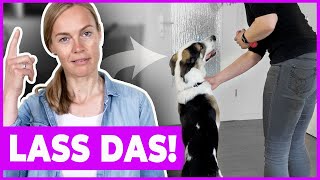 Hund korrigieren bei unerwünschtem Verhalten  VLOG [upl. by Jillayne]