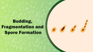 Budding Fragmentation and Spore Formation [upl. by Eloise]