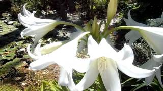 Кринум Пауэлла Crinum Powellii Album луковичные растения Finca El Porton 05062017 [upl. by Roselyn]