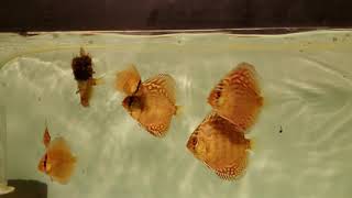 Piwowarski CobaltLeopard Discus Pair Offspring  Mosaic Turqs [upl. by Zinck303]