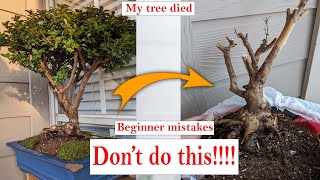 5 beginner Bonsai mistakes to avoid that might be killing your bonsai tree [upl. by Berthold]