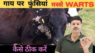 गाय के मस्से 100  ठीक Warts Treatment in Cattle [upl. by Anoi]