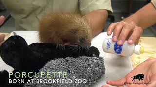 Baby PrehensileTailed Porcupine [upl. by Prud]