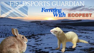 Ferreting for rabbits  EcoPest bolting rabbits in the Scottish hills [upl. by Asilla]