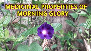 KNOW THE MEDICINAL PROPERTIES OF MORNING GLORY [upl. by Naelcm]