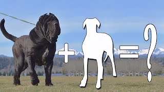 Top 8 Neapolitan Mastiff Mix  Neapolitan Mastiff Mixes [upl. by Ellennoj378]