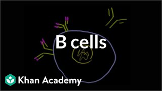 B lymphocytes B cells  Immune system physiology  NCLEXRN  Khan Academy [upl. by Floss768]