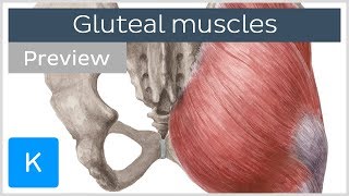 What are the Gluteal Muscles preview  Human Anatomy  Kenhub [upl. by Virginia438]