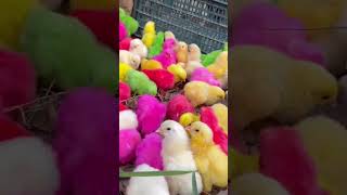 Colourful chickens 🤩 hen chicken baby 🐥 trending shorts babybird chicks [upl. by Iney47]