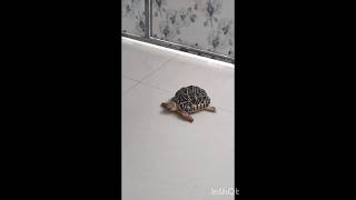 Tortoise walking style  lucky tortoise  slow walking  Fast walking Star tortoise  pet  Turtle [upl. by Ginnifer]