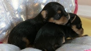 5 Day Old Yorkie Puppies In A Clam Shell [upl. by Nodnab]