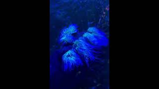 Dancing Glow of Sea Anemones [upl. by Corry535]