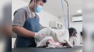 Grooming a pekingese dog summer cut JP PetGroomer TV [upl. by Odarnoc633]